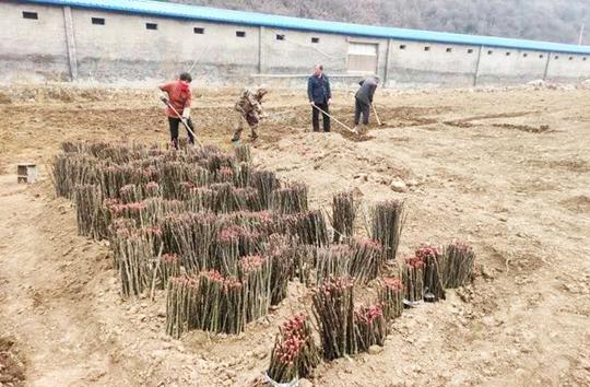 沁源县：外来“金凤凰”栽下产业项目“梧桐树”