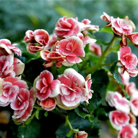 桂林市植物园在哪里啊