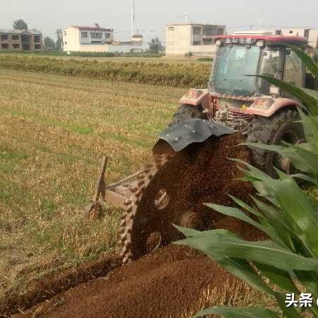 河南安阳能种什么药材呢