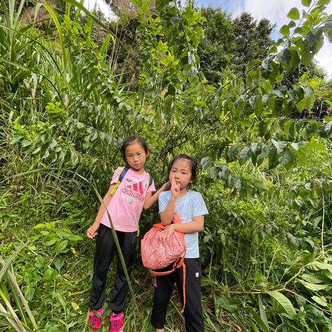 福建哪个李子好吃