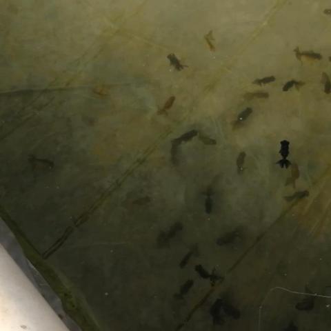 邯郸市卖金鱼的市场在哪里