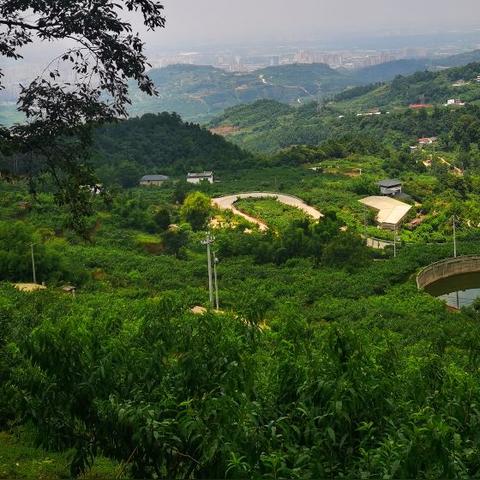 成都市区哪里有森林