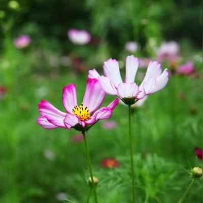 四月生肖运势图片(4月生肖哪几天运势旺)