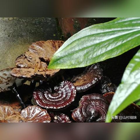 盘点三姐在上海相关关键词有哪些 盘点三姐在上海相关关键词有哪些