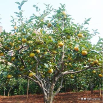 苏州市柿子树什么时间嫁接最好