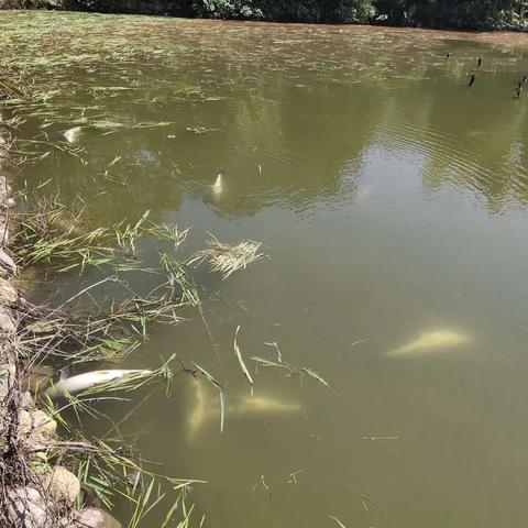 桂林市干鱼仔哪里有卖