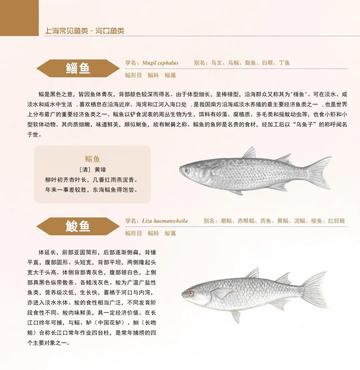 上海有哪些代表鱼类