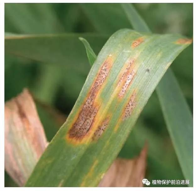 病理学杂志文献综述模板口腔癌治疗后容易复发转移吗