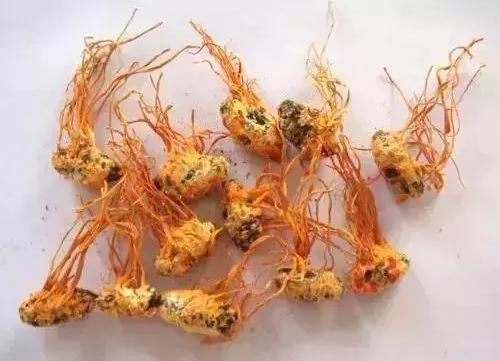 一个“中国式”大骗局的终结：冬虫夏草被食药监踢出保健圈