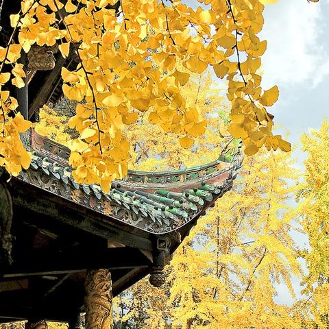 成都市内的银杏哪里好