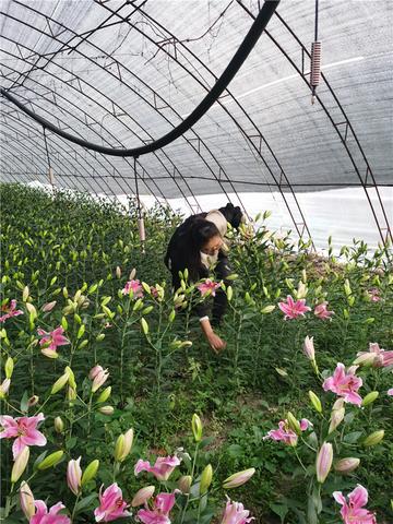 鲜花批发市场指南，寻找优质鲜花批发商的秘诀 - 2 - AH香烟货源网