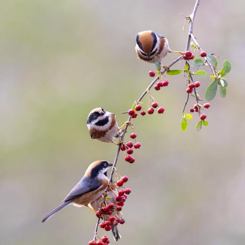 聚会菜品图片大全的长尾关键词有哪些