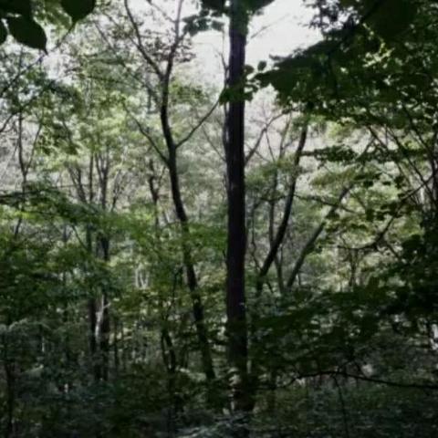 河南南阳有什么茶叶