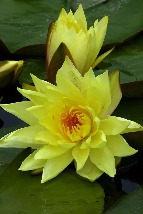 亚洲百合花语是什么,两朵百合花代表什么意思?
