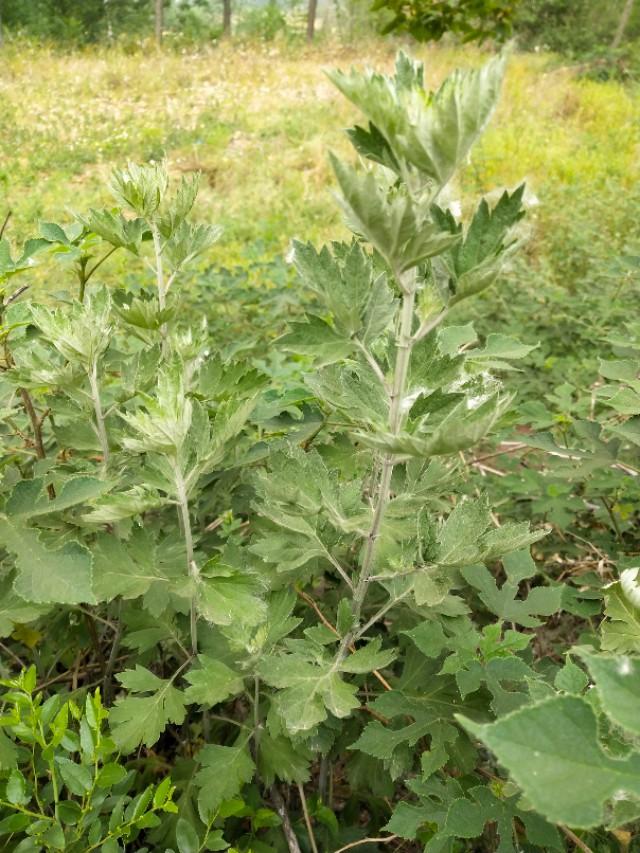 野生艾草图片大全,尧峰山里有什么野生动物?