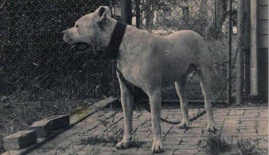 十大冷门猛犬，在中国快灭绝了！