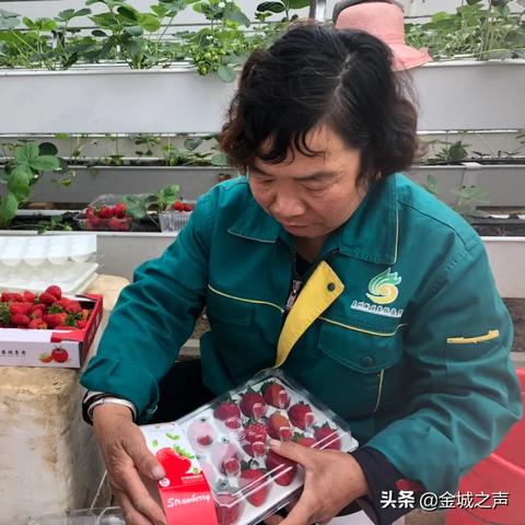 摘草莓兰州市哪里有卖