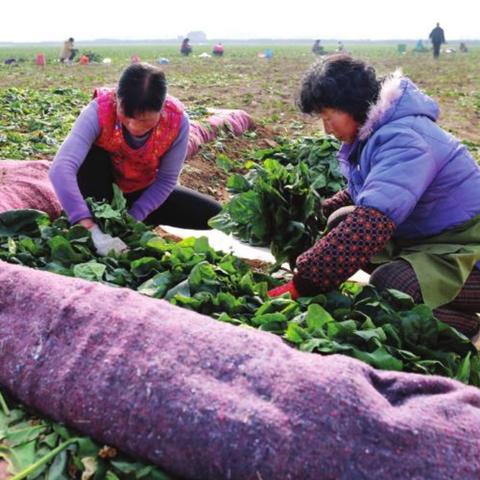 菏泽市菠菜批发市场在哪里