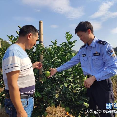 遂川为什么没有脐橙