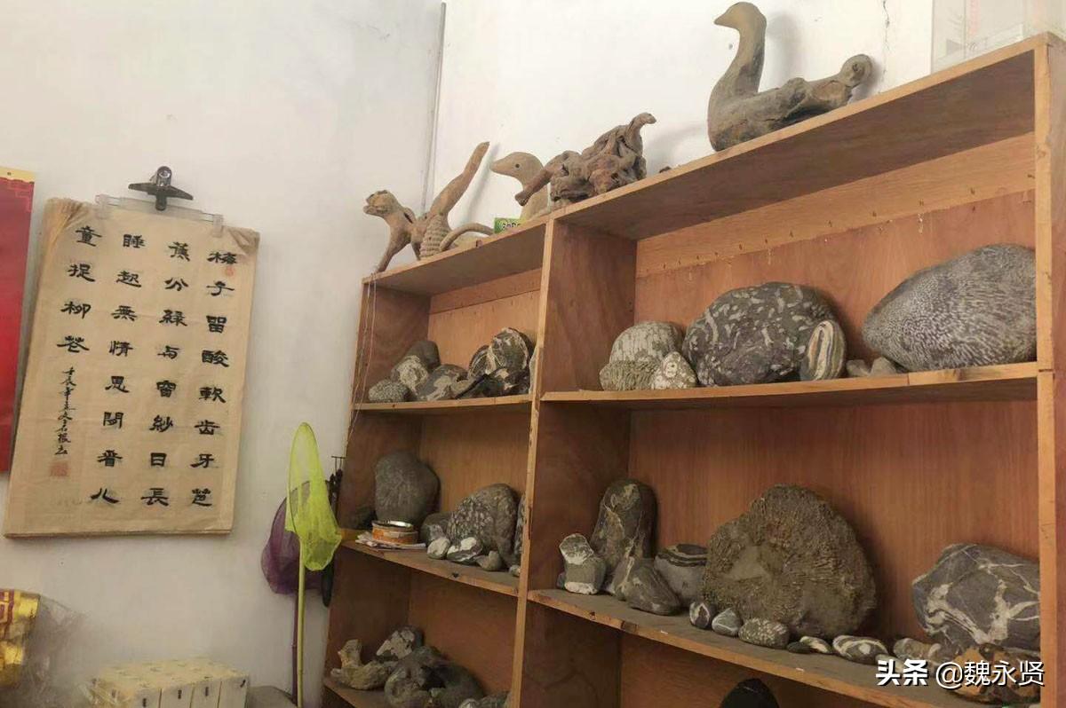 养花的人怎么起名虎宝宝(你最喜欢哪一项)