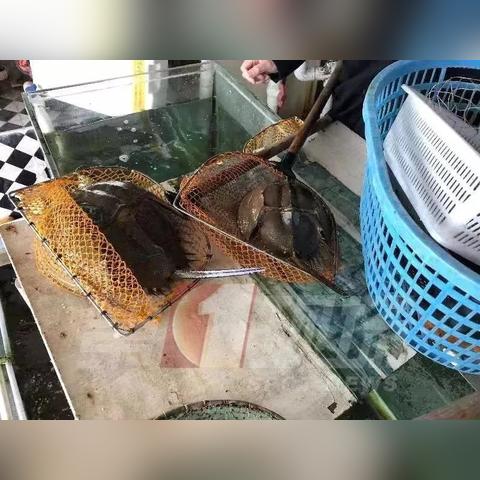 深圳哪里有放生的地方相关长尾关键词有哪些