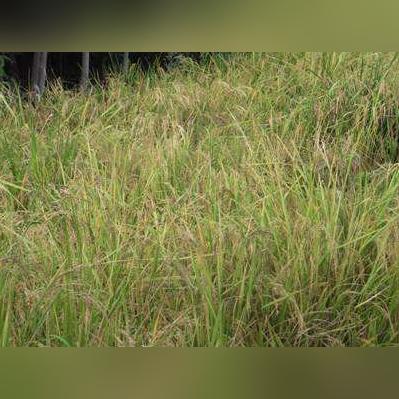 宁波稻梦空间漂流的相关长尾关键词有哪些