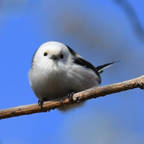 足球运动员戴耳机视频的长尾关键词有什么