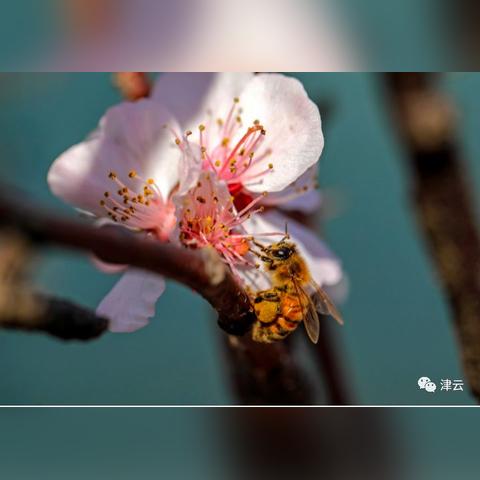 天津春和景明哪个好