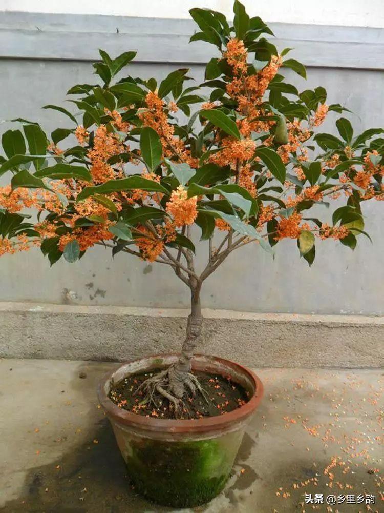 桂花是什么季节开放(桂花的花期怎么这么长)