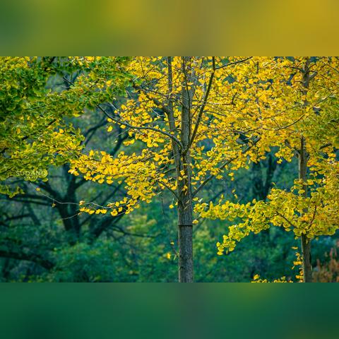 武汉市有什么山可以爬吗