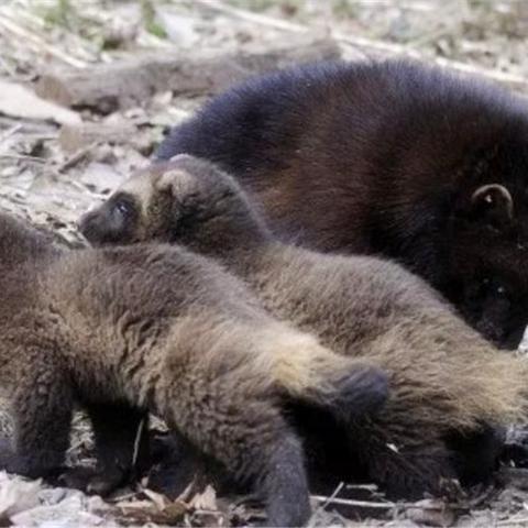 儿童故事大全狼来了的长尾关键词有哪些