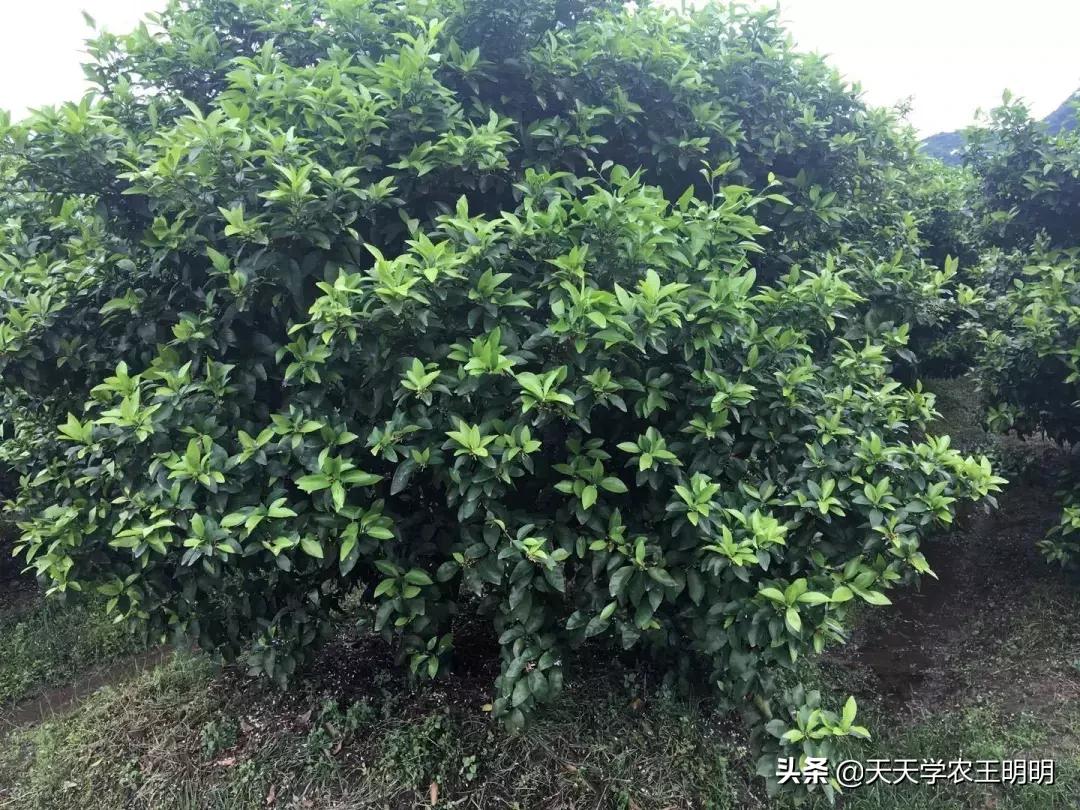 柑橘拉枝手藝_橘子樹(shù)開(kāi)春抽芽需要施肥嗎