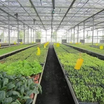 河北保定市茶叶的长尾关键词有哪些