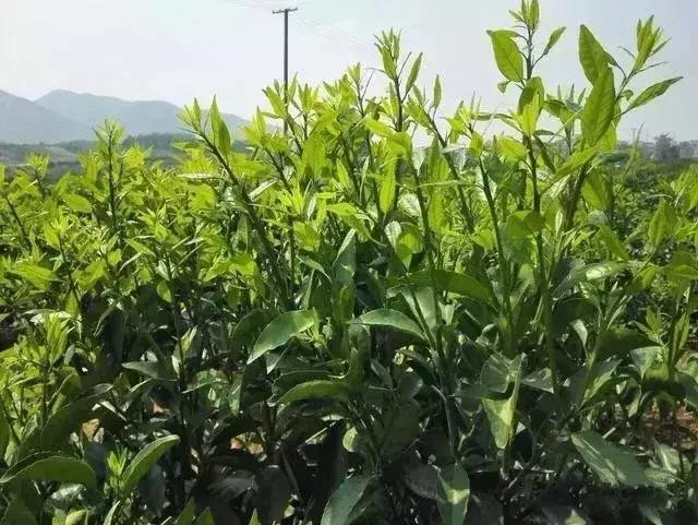 柑橘幼果期施什么肥料好（柑橘烂果可以留在地里做肥料吗）