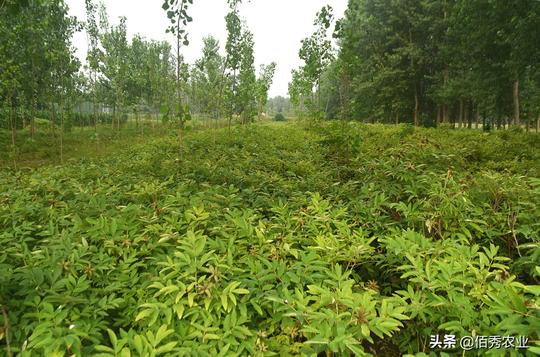 曾被誉为植物油中的“茅台”，油用牡丹泡沫破裂，是炒作还是骗局