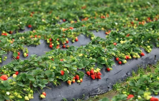 8-12个月宝宝营养食谱推荐
