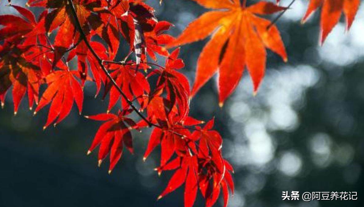 红枫树盆景种植方法,水养红枫怎么养?