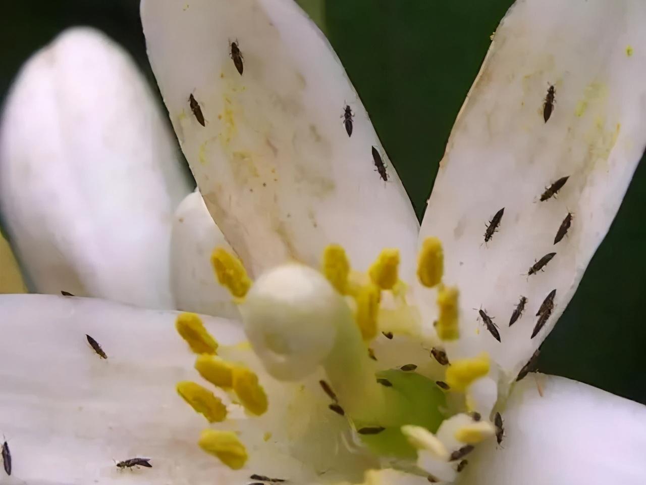 柑橘6月份病蟲(chóng)害及用藥_柑橘盛花期能用咪鮮胺嗎