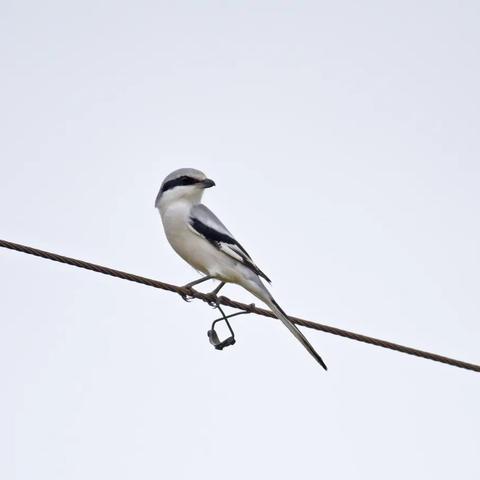 qq黑白字图片大全的长尾关键词是什么