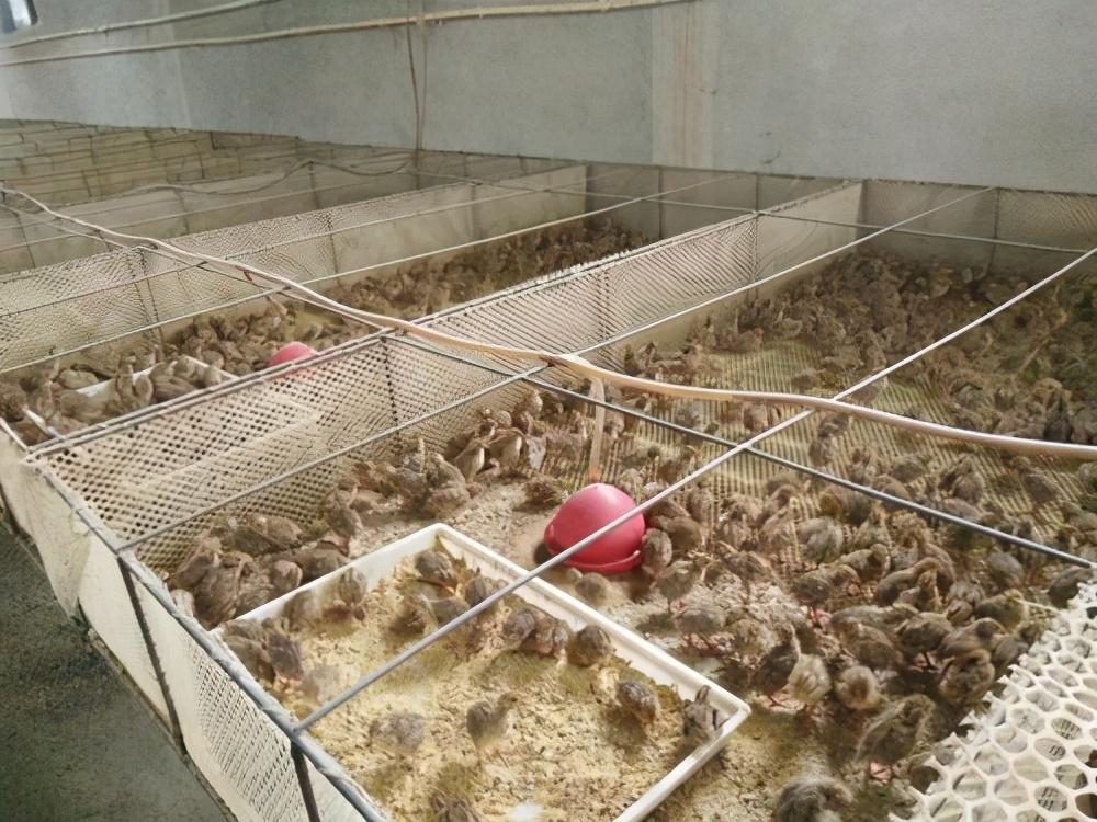 干苜蓿草一吨多少钱