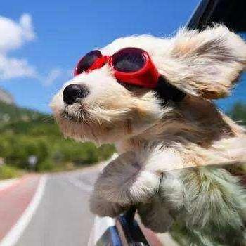 成都市地铁不能带宠物的长尾关键词有什么