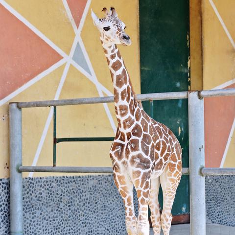 无锡市的动物园在哪里啊