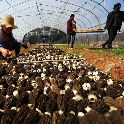 云南农业大学就业网站的长尾关键词有什么