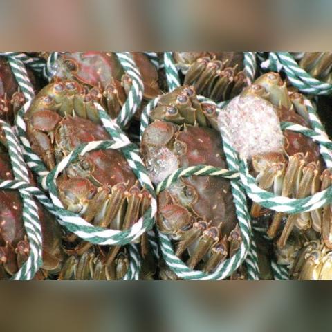 武汉有什么特产适合长辈