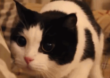  神经病猫搞笑QQ幽默表情包