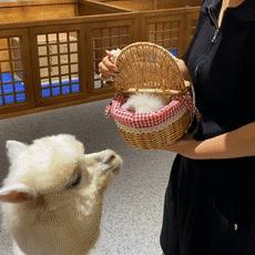 沈阳收购兔子相关长尾关键词有哪些