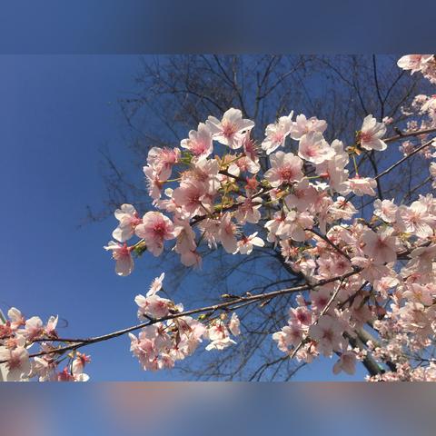 宁波有植物园吗的长尾关键词有什么