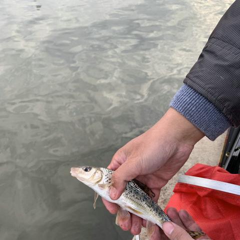 桂林市哪里有鲫鱼钓