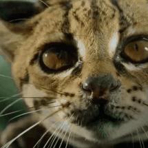 免费观看丛林电影的长尾关键词有什么