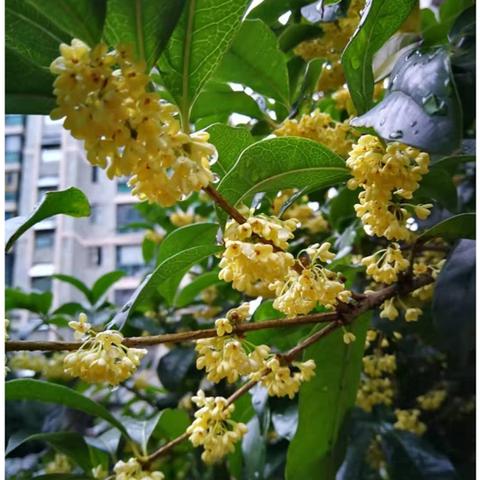 桂林市哪里种有丹桂